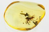 Detailed Fossil Leafhopper (Cicadellidae) In Baltic Amber #352835-1